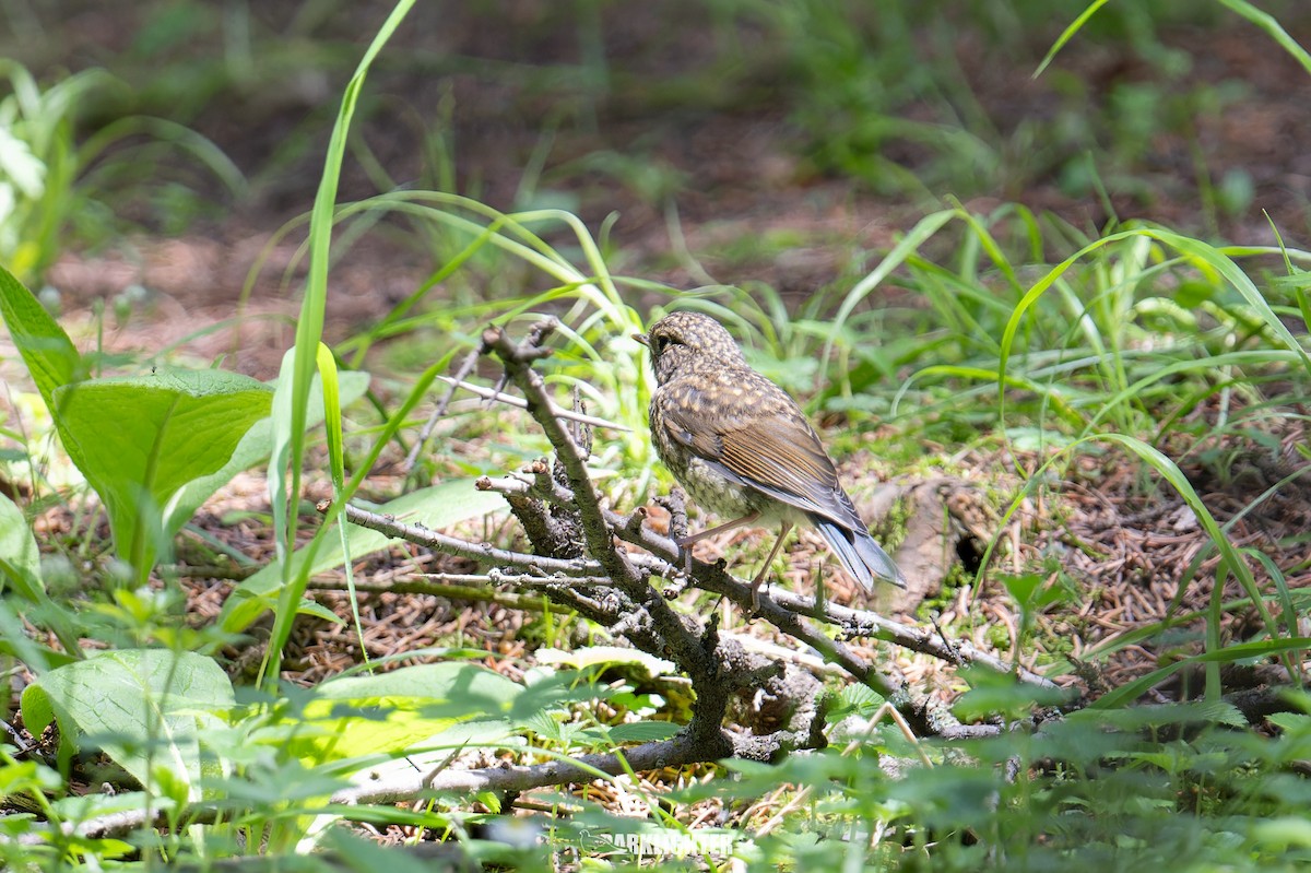 Qilian Bluetail - ML639553758