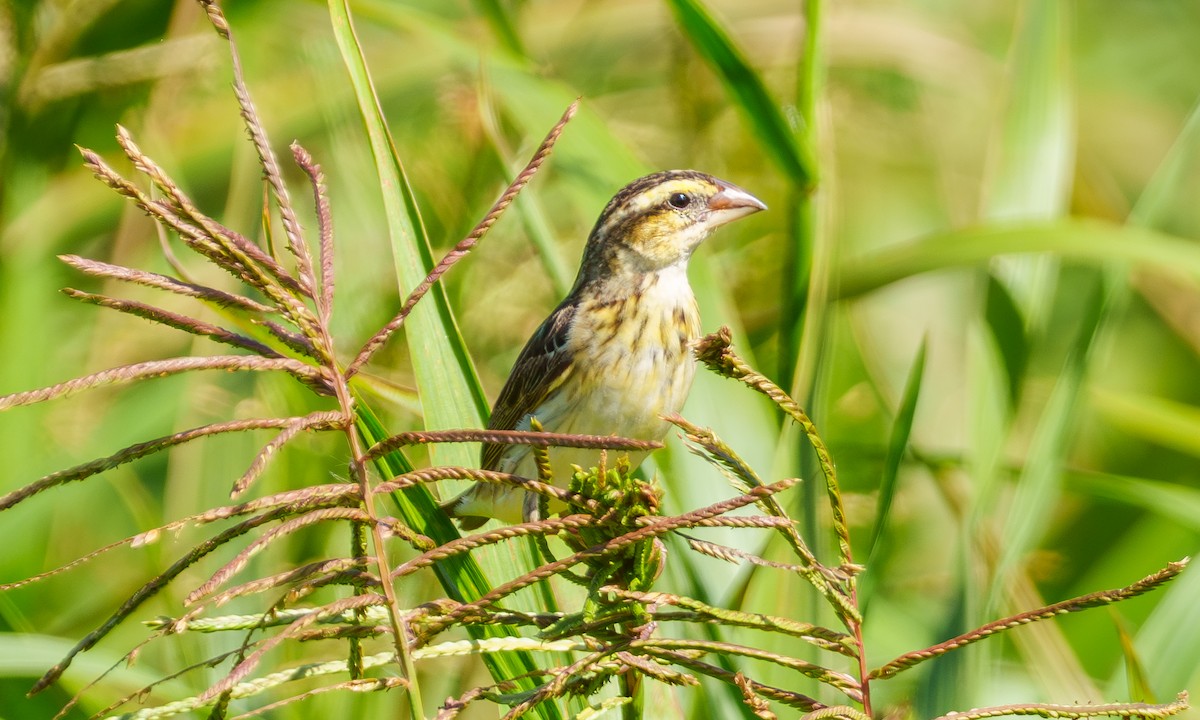 Yellow-crowned Bishop - ML639553770