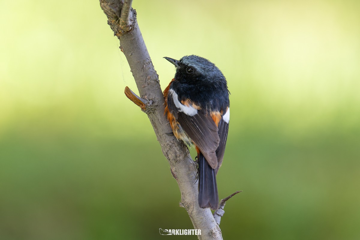 White-throated Redstart - ML639553774