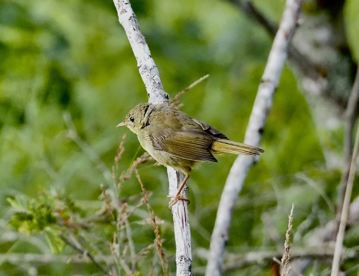 Paruline masquée - ML639553835
