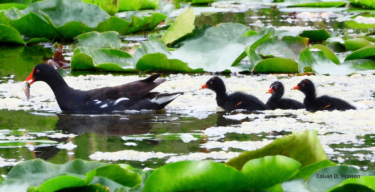 Gallinule d'Amérique - ML639553853