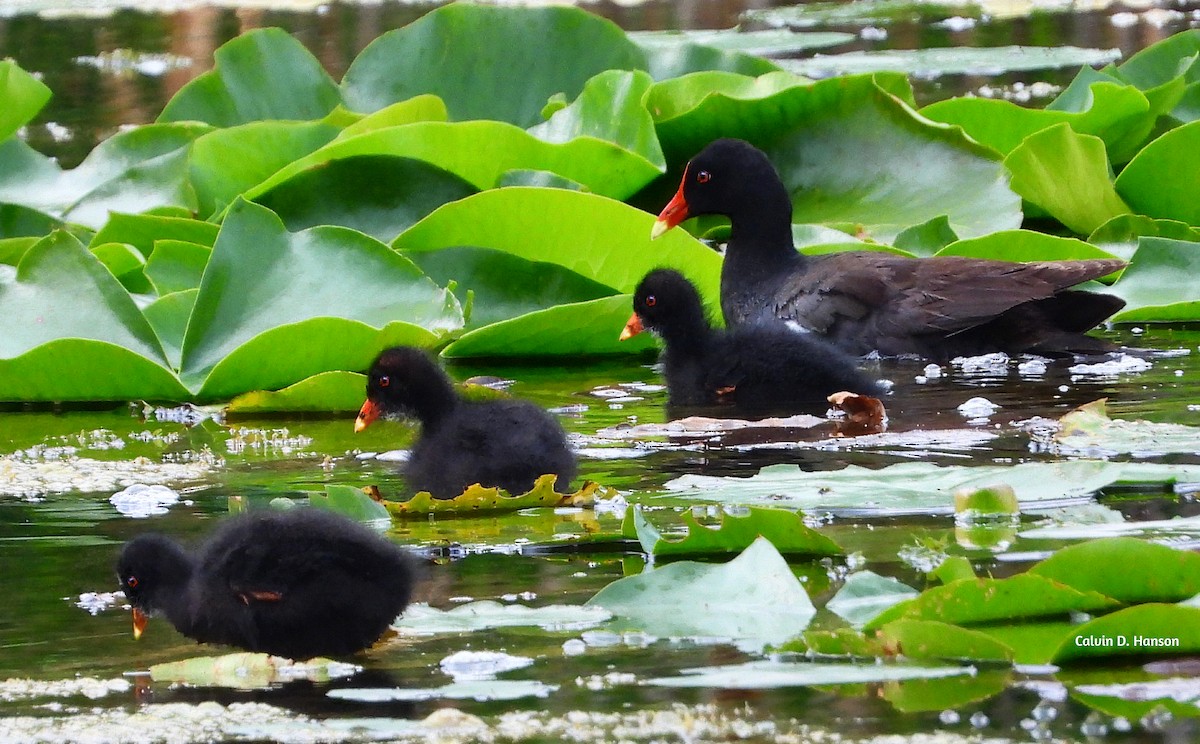 Gallinule d'Amérique - ML639553860