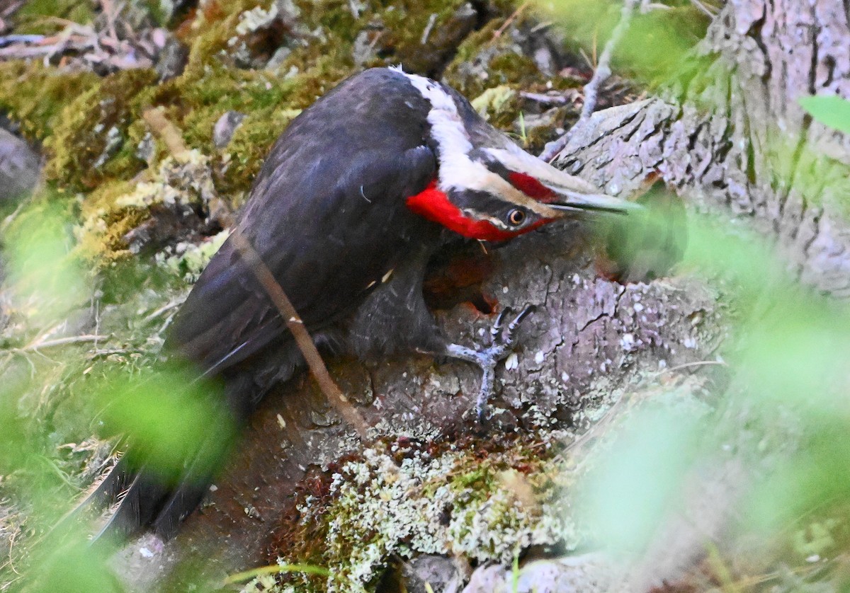 Pileated Woodpecker - ML639553906