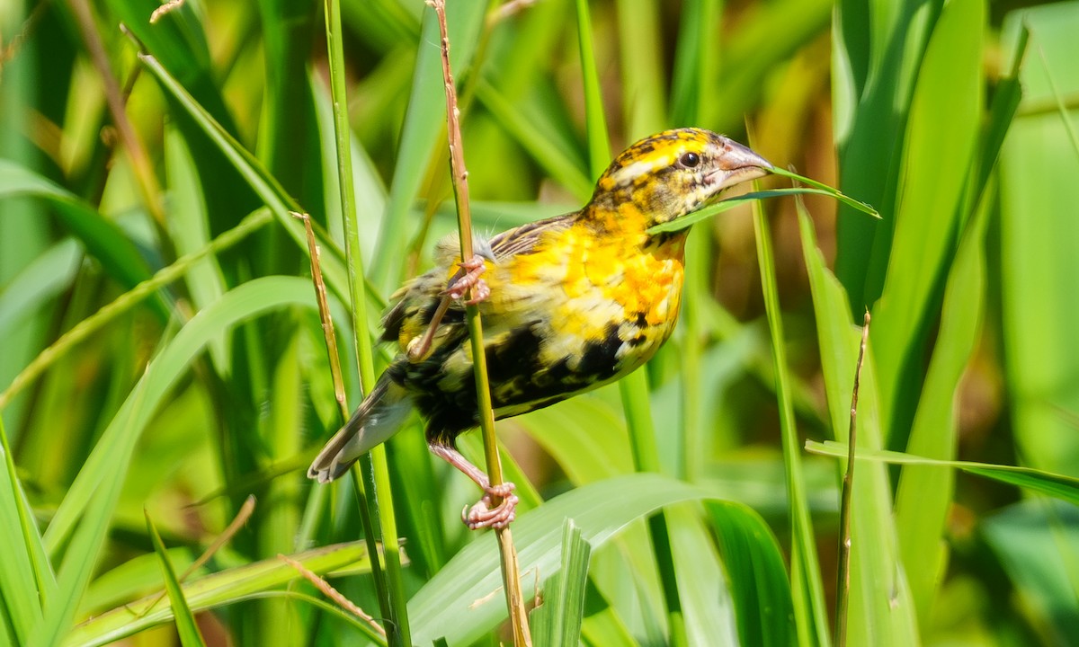 Yellow-crowned Bishop - ML639553908