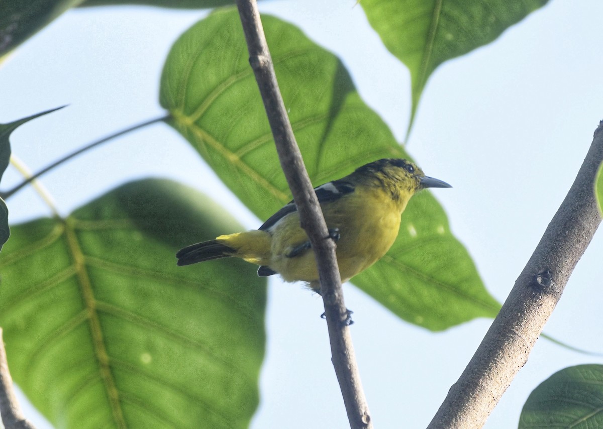 Common Iora - ML639553921