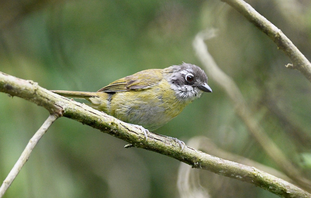Common Chlorospingus (Middle America) - ML639553926