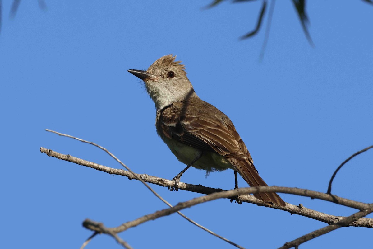 Ash-throated Flycatcher - ML639553931