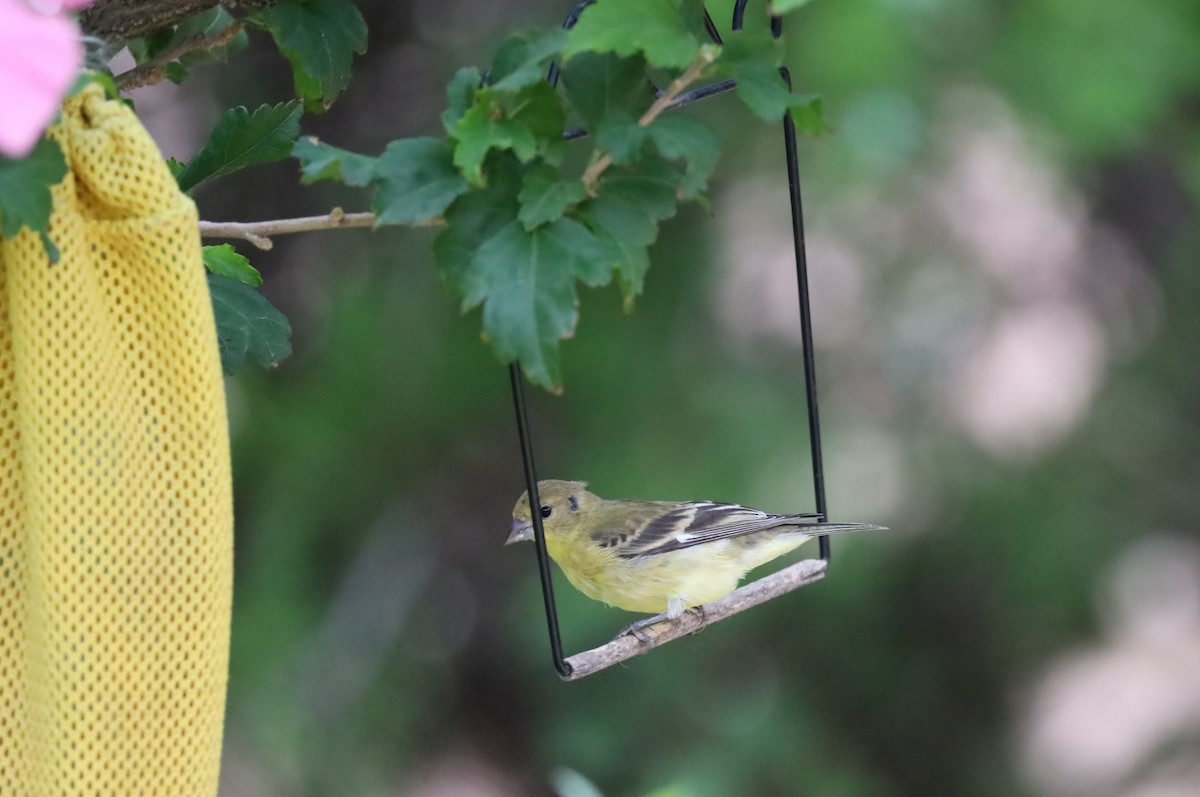 Lesser Goldfinch - ML639553932