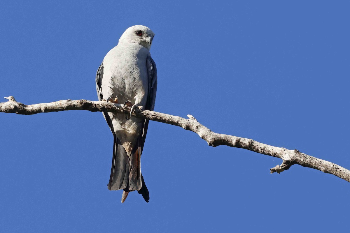 Mississippi Kite - ML639553934