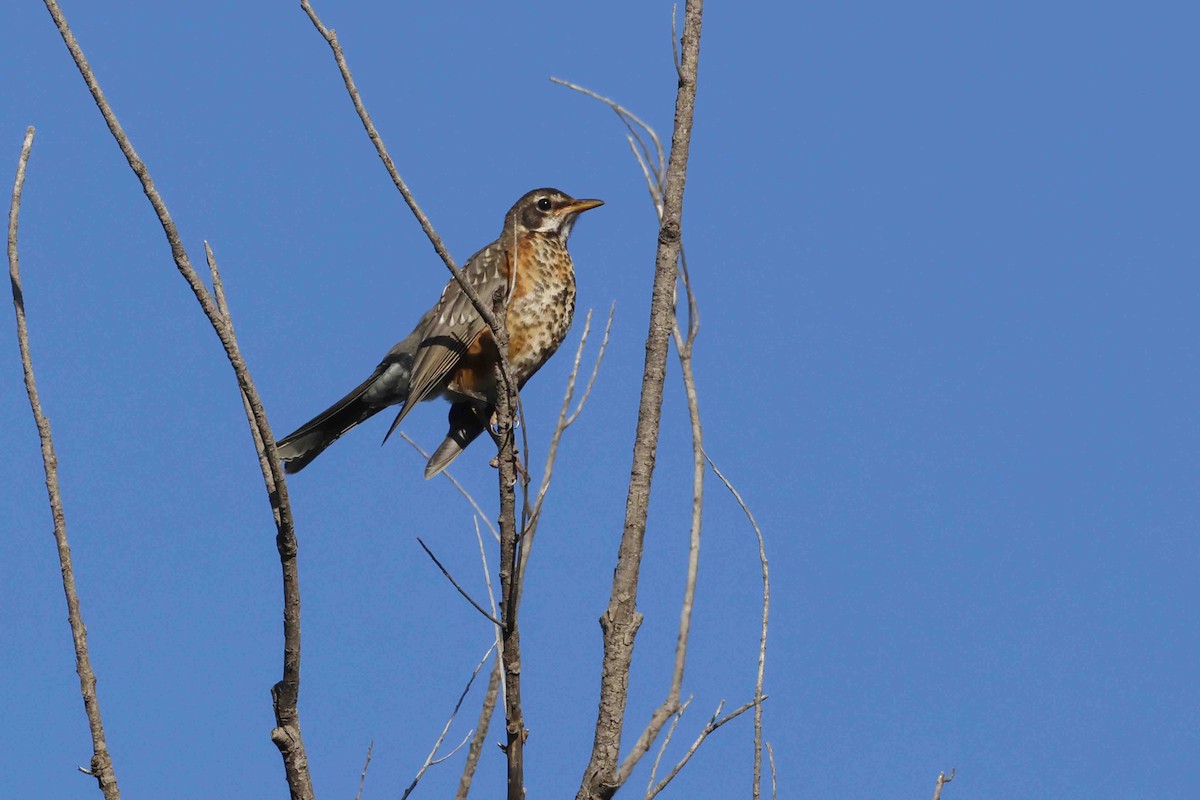 Zozo papargorria - ML639553937