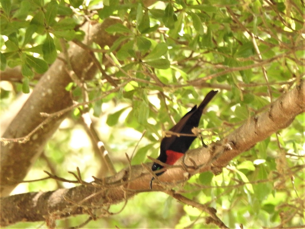 Scarlet-chested Sunbird - ML639553939