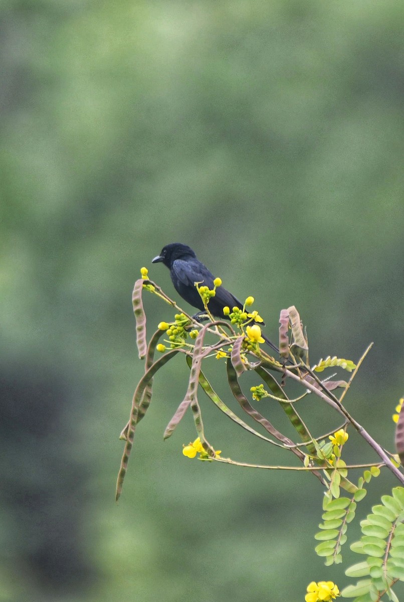 Black Drongo - ML639553947