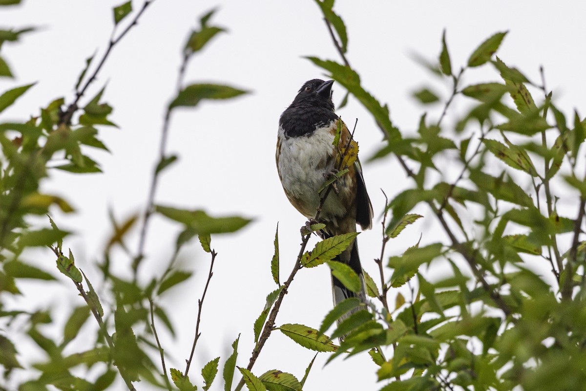 Eastern Towhee - ML639553951