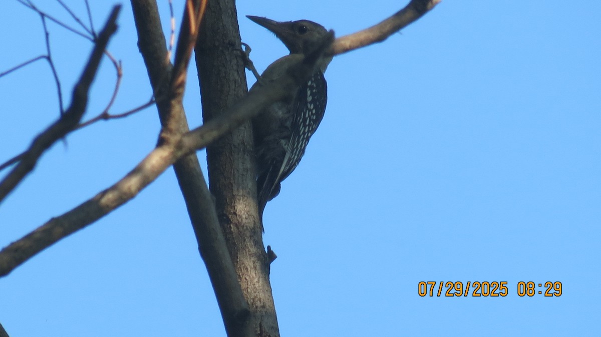 Red-bellied Woodpecker - ML639553952