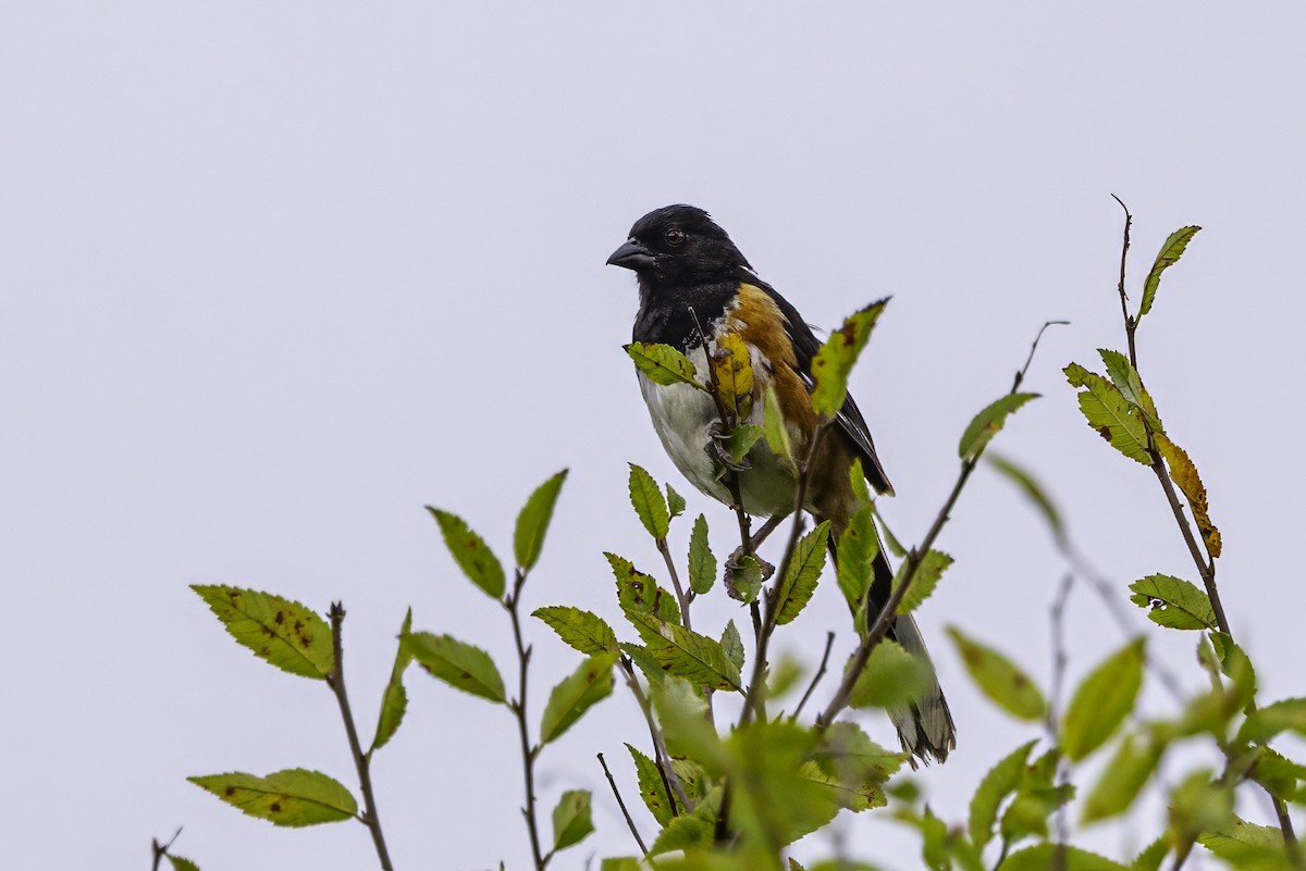 Eastern Towhee - ML639553953