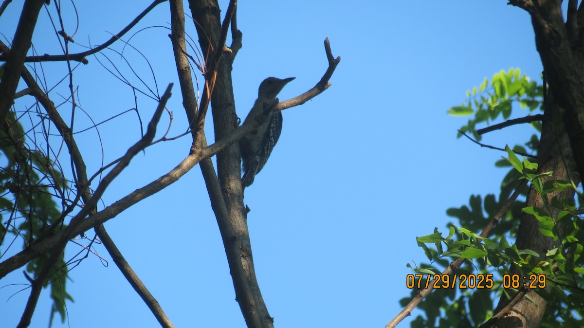 Red-bellied Woodpecker - ML639553954