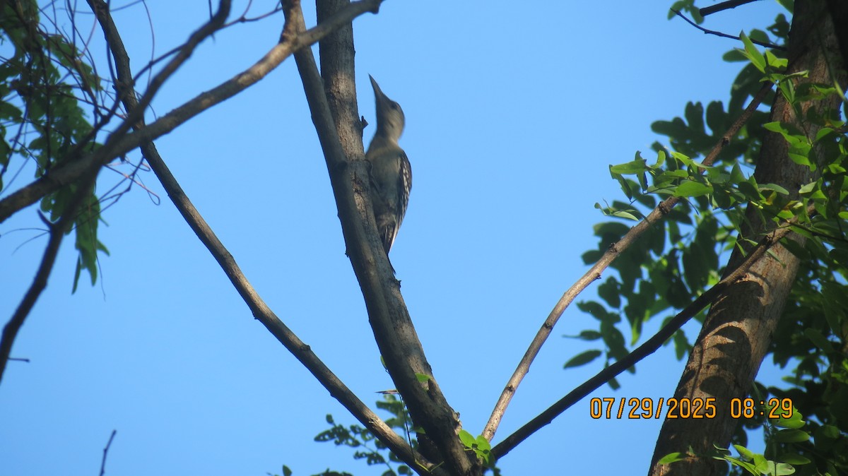 Red-bellied Woodpecker - ML639553955