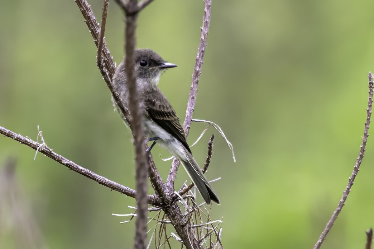 Eastern Phoebe - ML639553961
