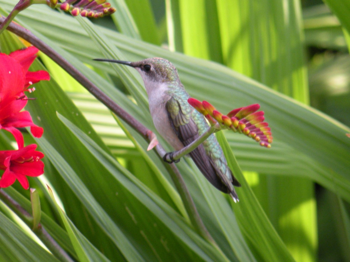 Colibrí Gorjirrubí - ML639553996