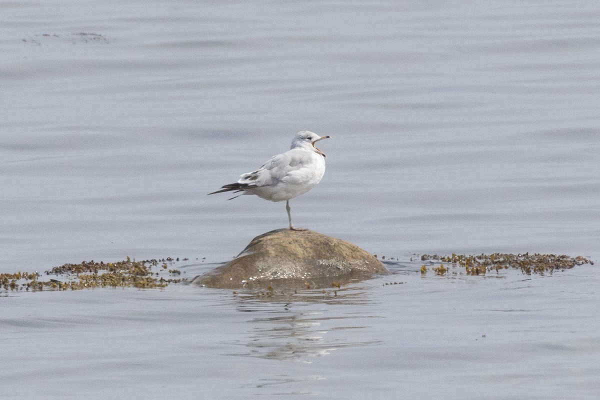 Gaviota de Delaware - ML639554024