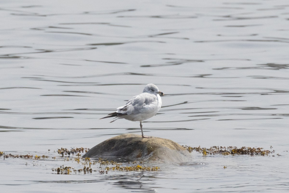 Gaviota de Delaware - ML639554038