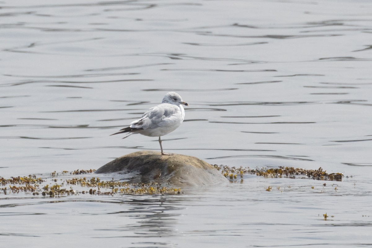 Gaviota de Delaware - ML639554040