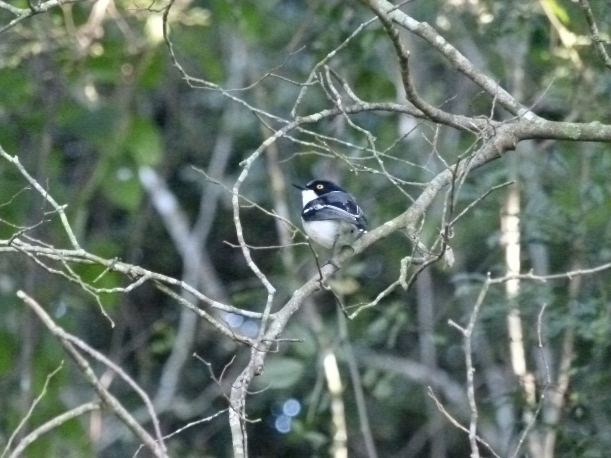 brunbrystbatis - ML639554063