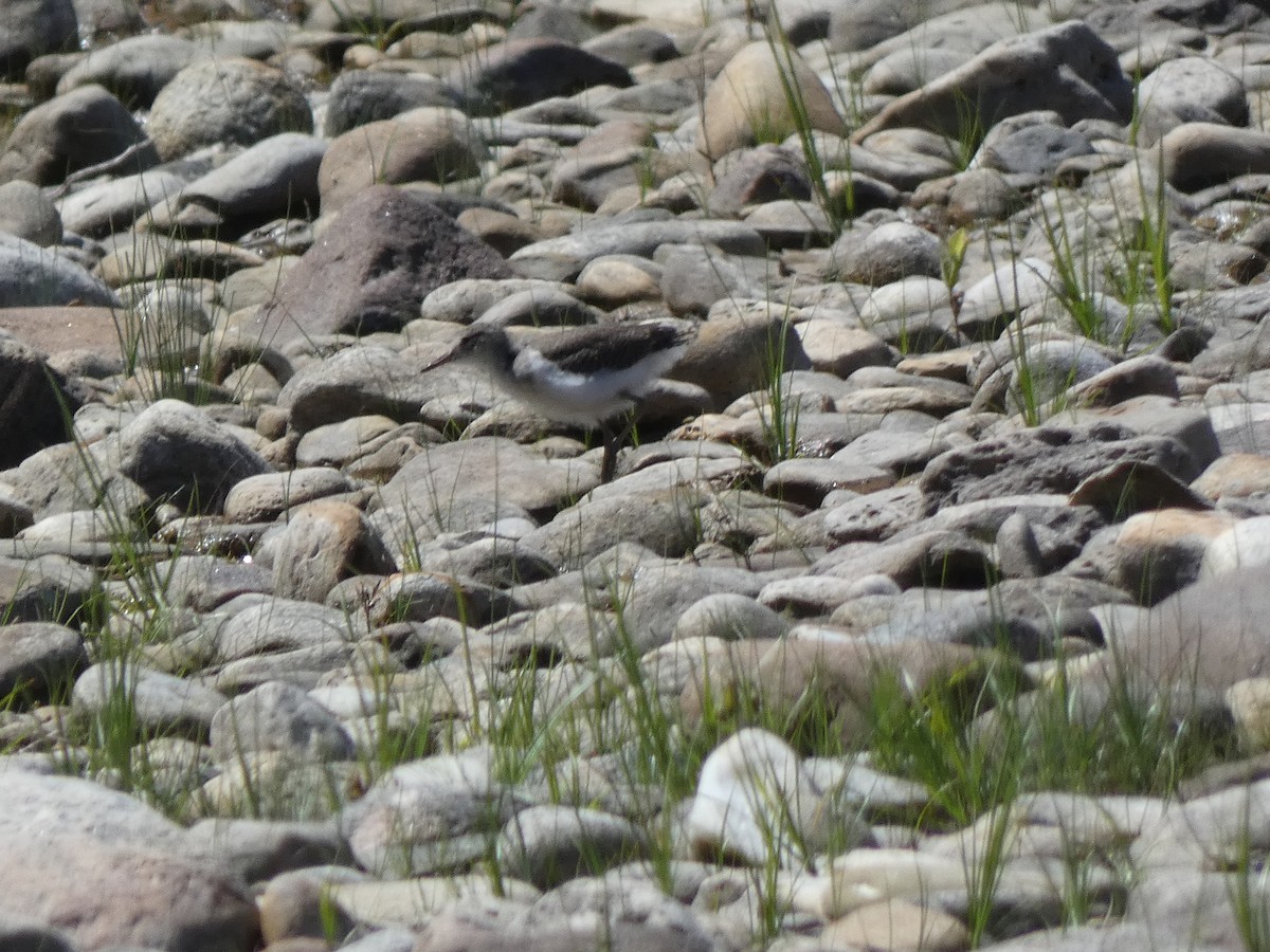 flekksnipe - ML639554069