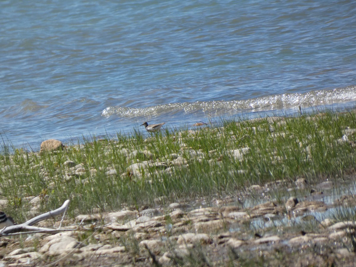 flekksnipe - ML639554080