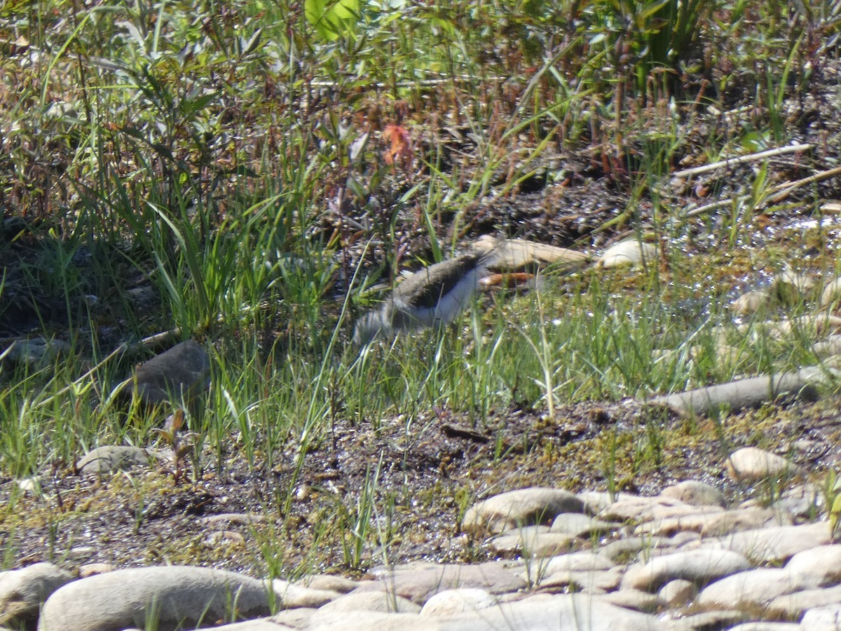 flekksnipe - ML639554089