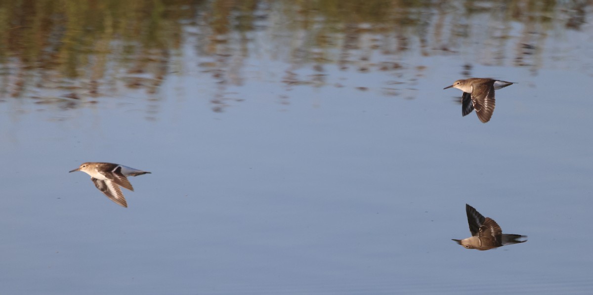 strandsnipe - ML639554091