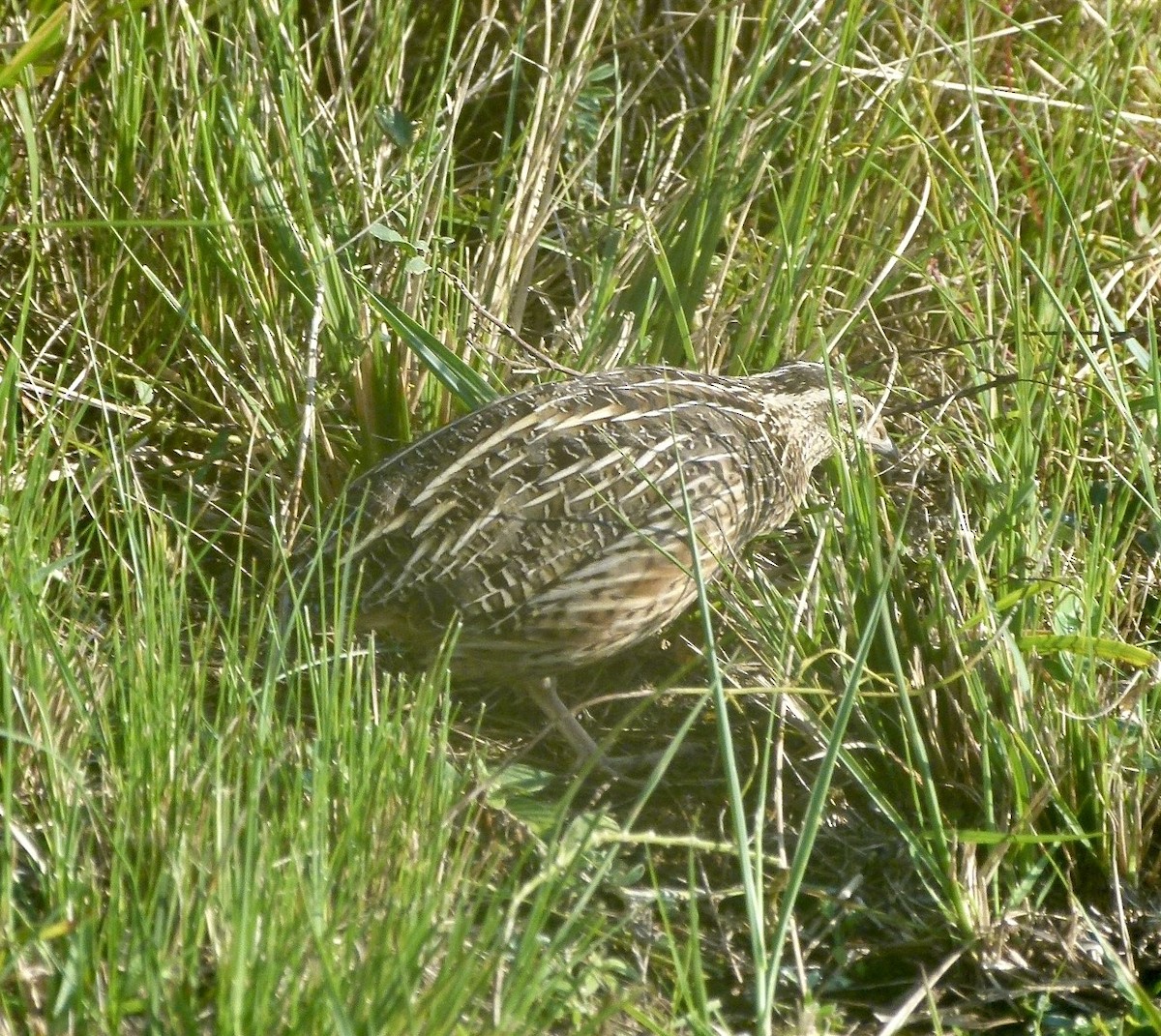 Harlequin Quail - ML639554146