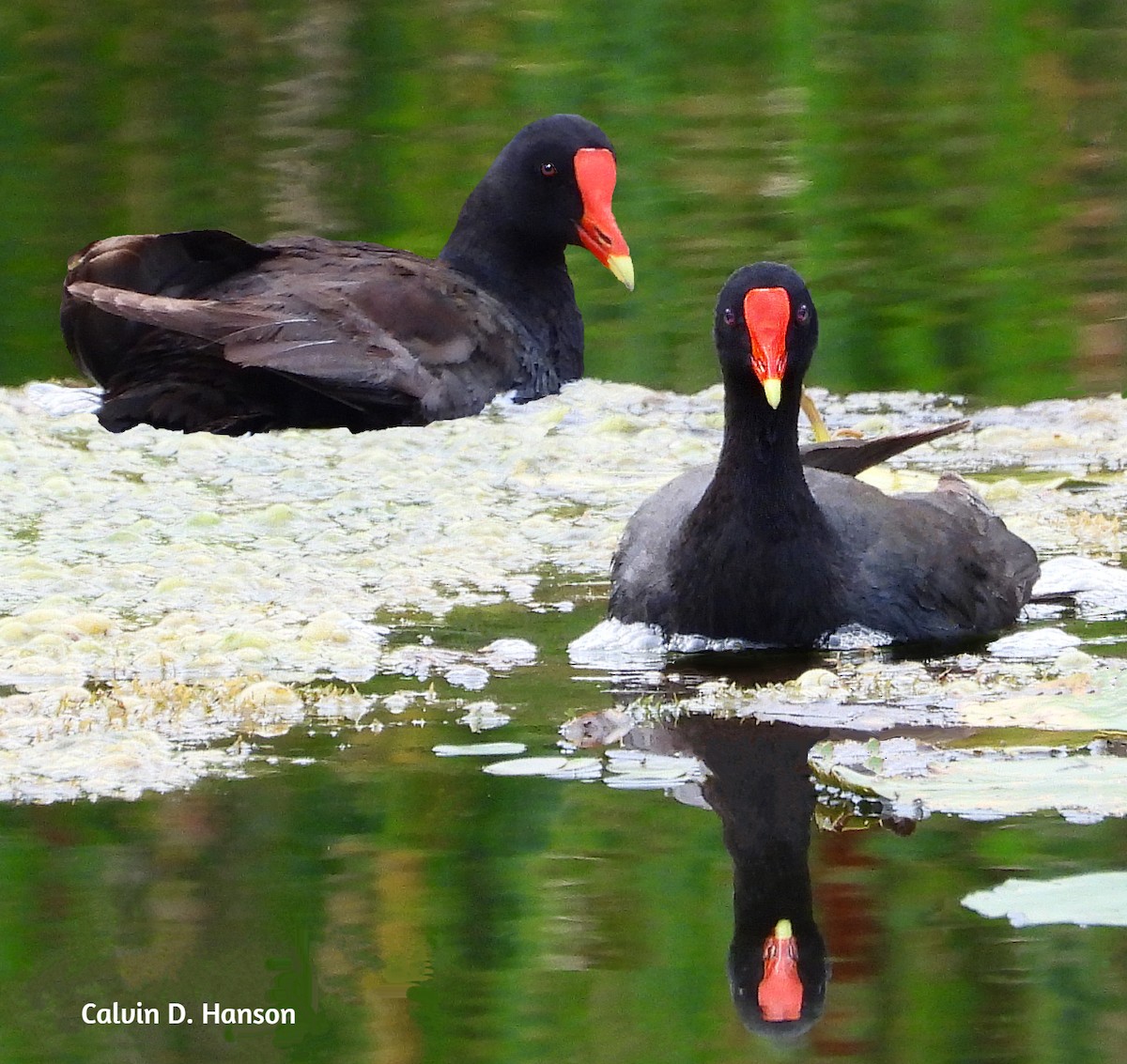 Common Gallinule - ML639554210
