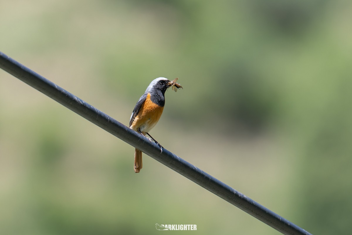Hodgson's Redstart - ML639554243