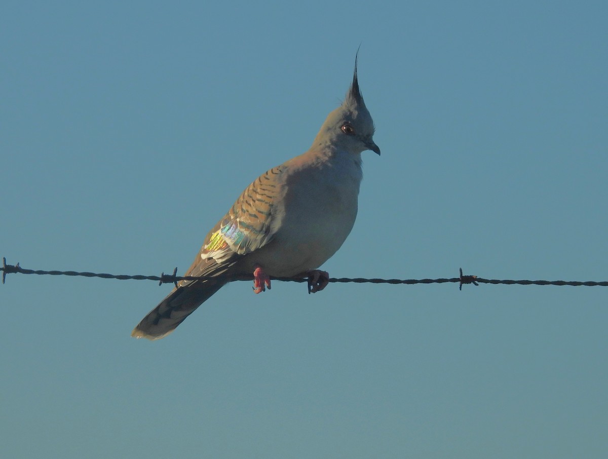 Crested Pigeon - ML639554300