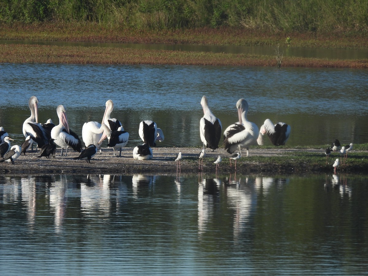 Australian Pelican - ML639554310