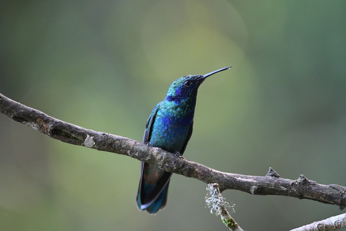 Mexican Violetear - ML639554325