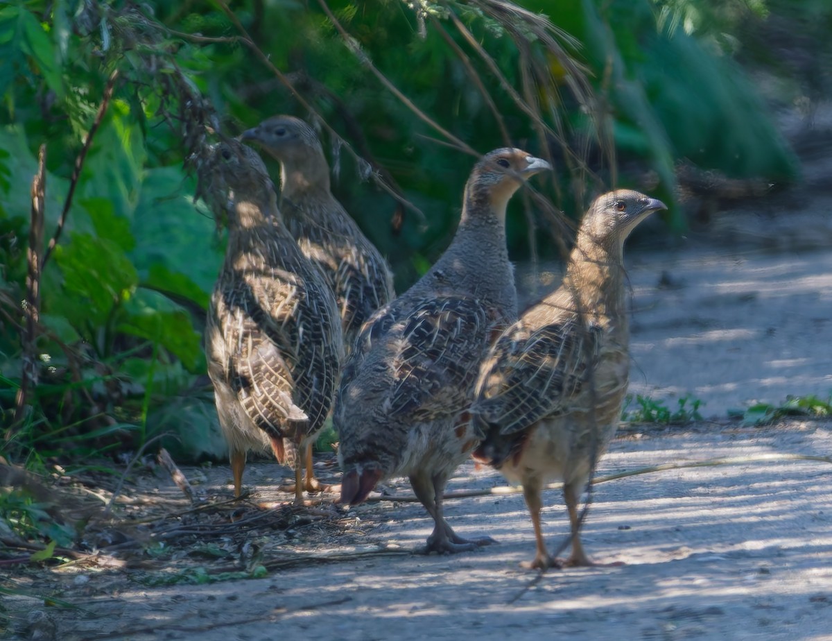 Gray Partridge - ML639554353