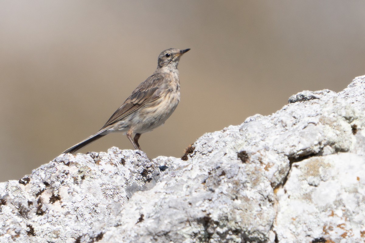 Water Pipit - ML639554369