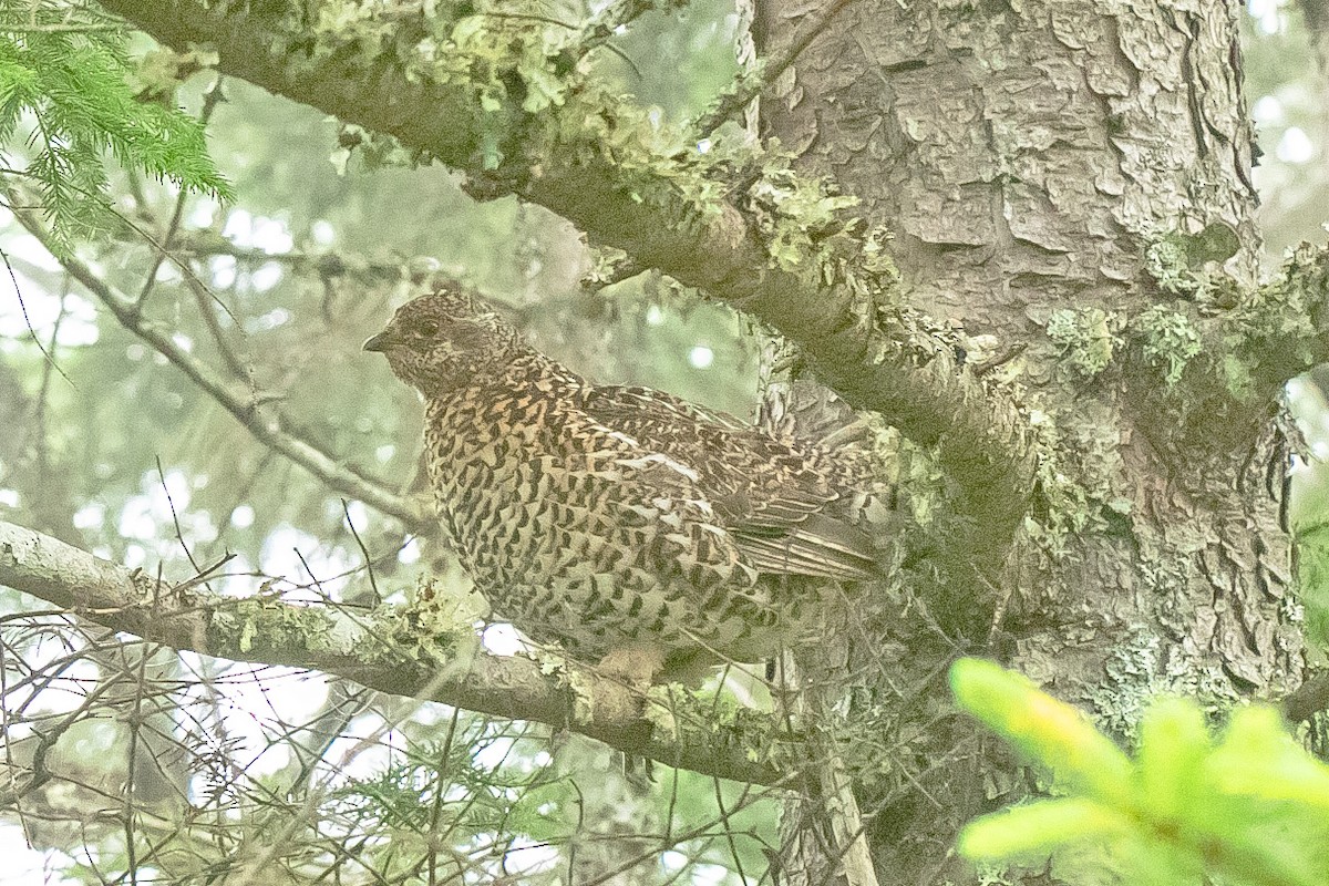 Spruce Grouse - ML639554377