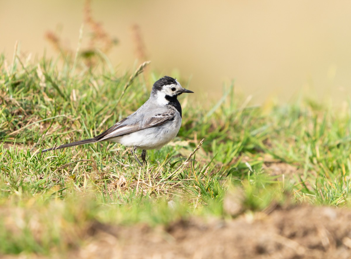 White Wagtail - ML639554389