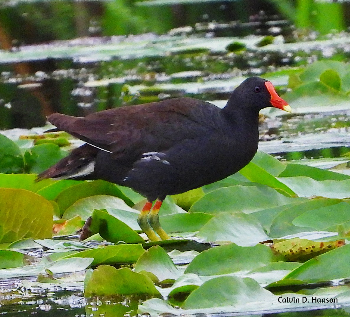Common Gallinule - ML639554394