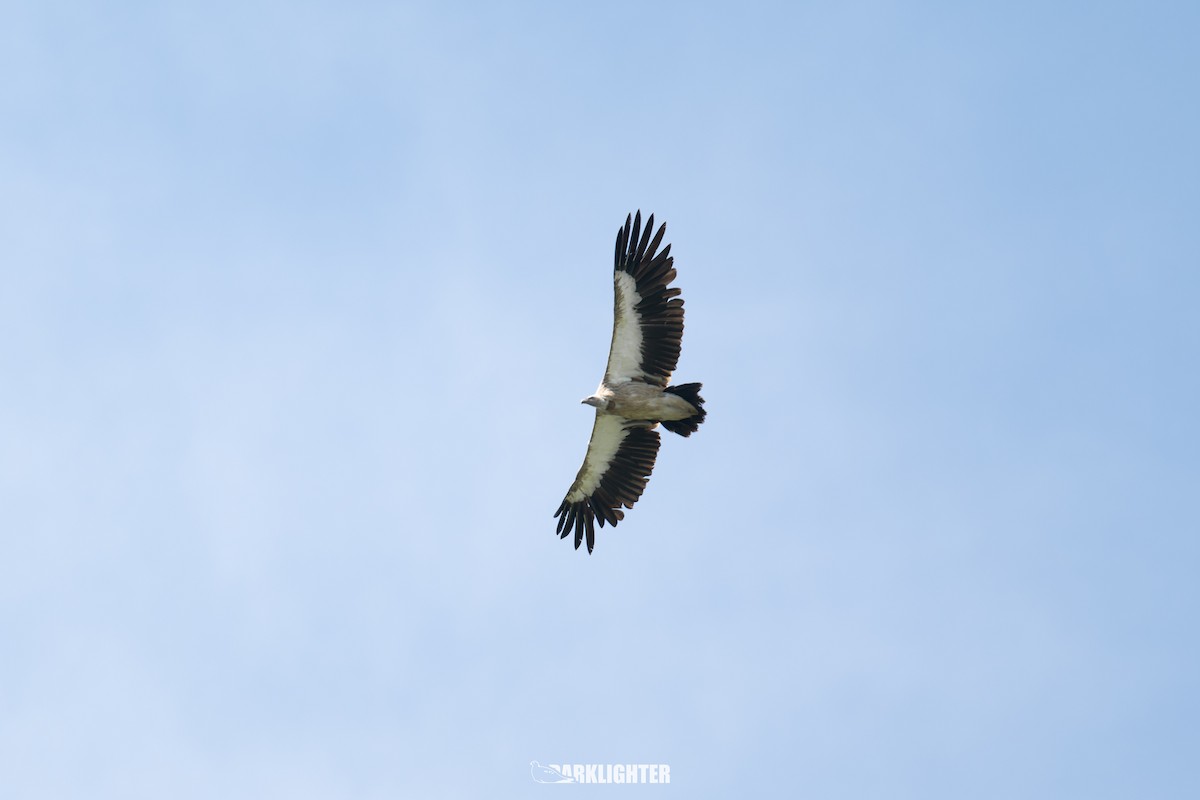 Himalayan Griffon - ML639554419