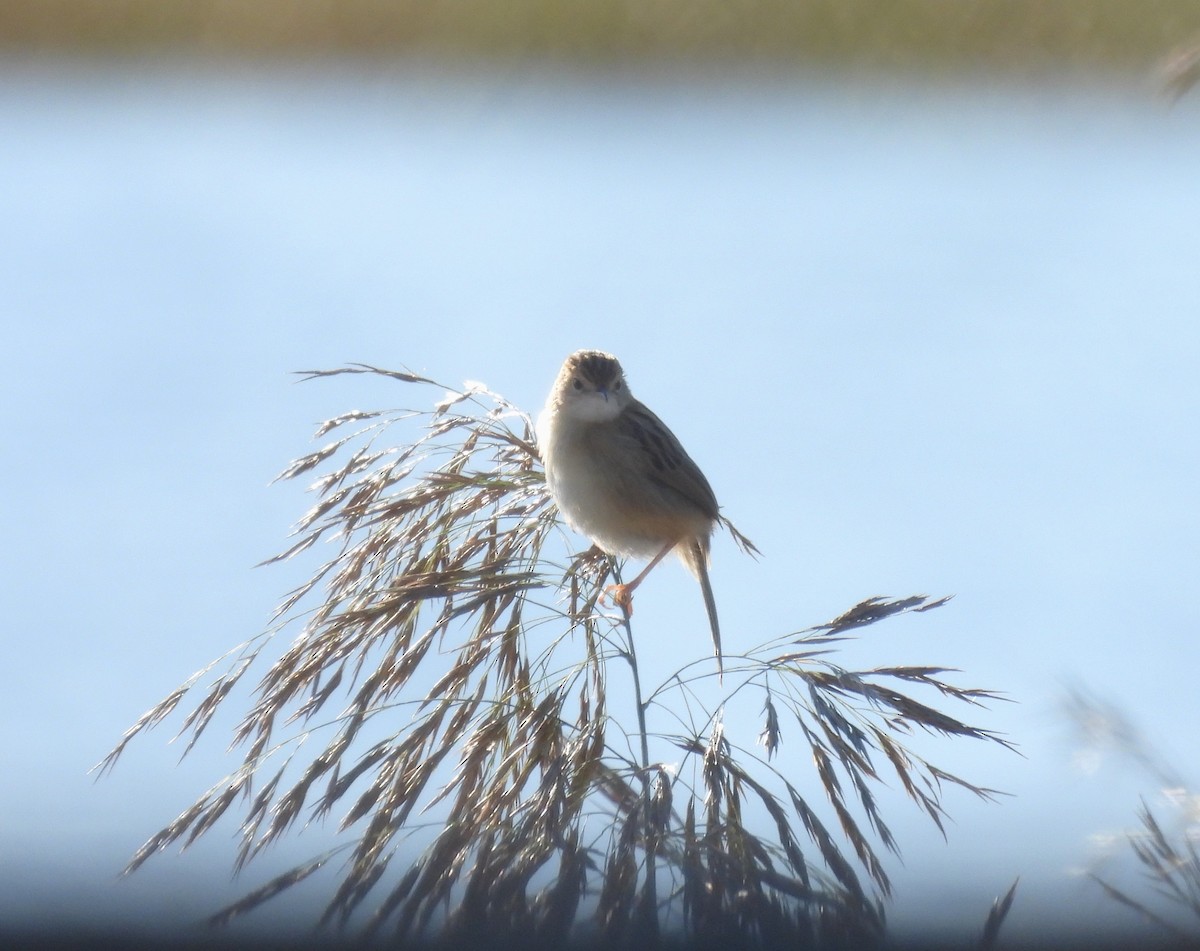 Golden-headed Cisticola - ML639554420