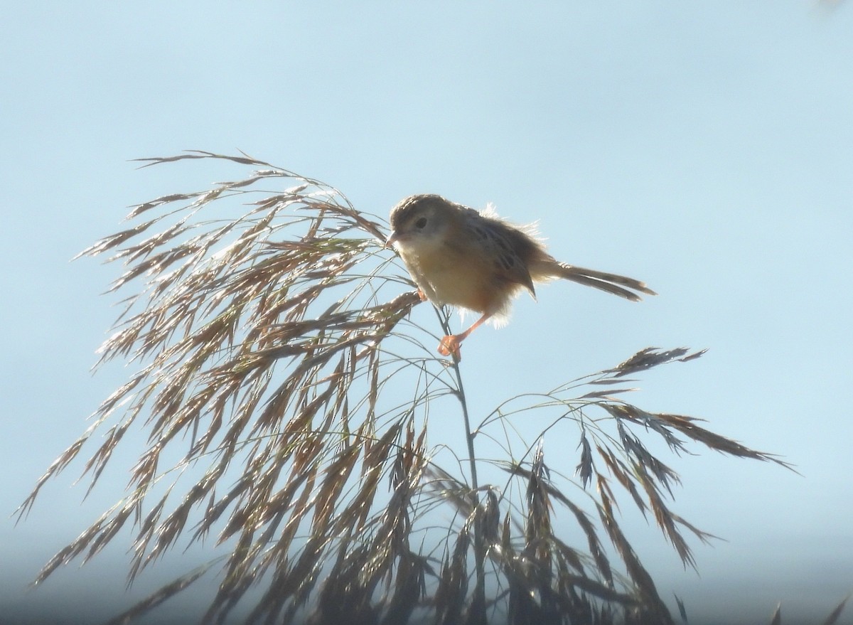 Golden-headed Cisticola - ML639554421