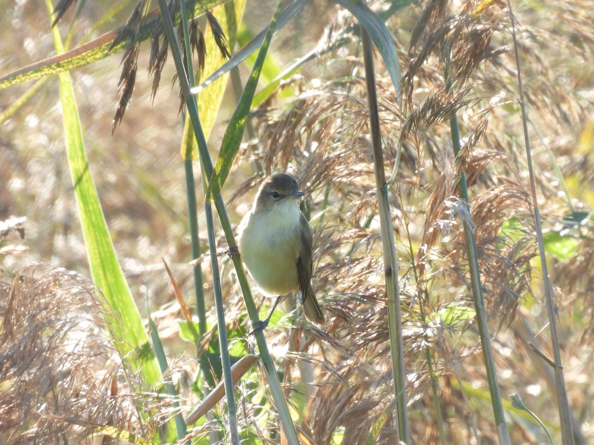 Australian Reed Warbler - ML639554455
