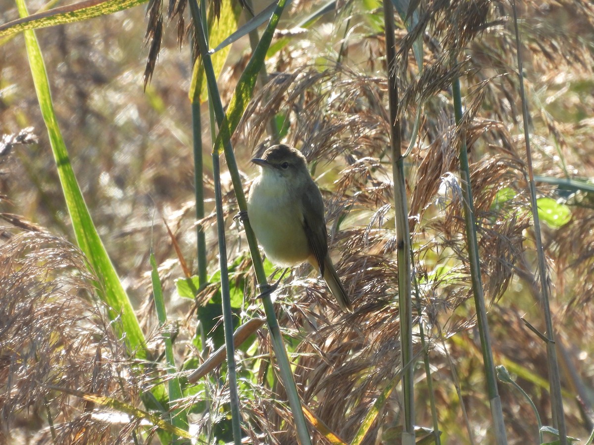 Australian Reed Warbler - ML639554456