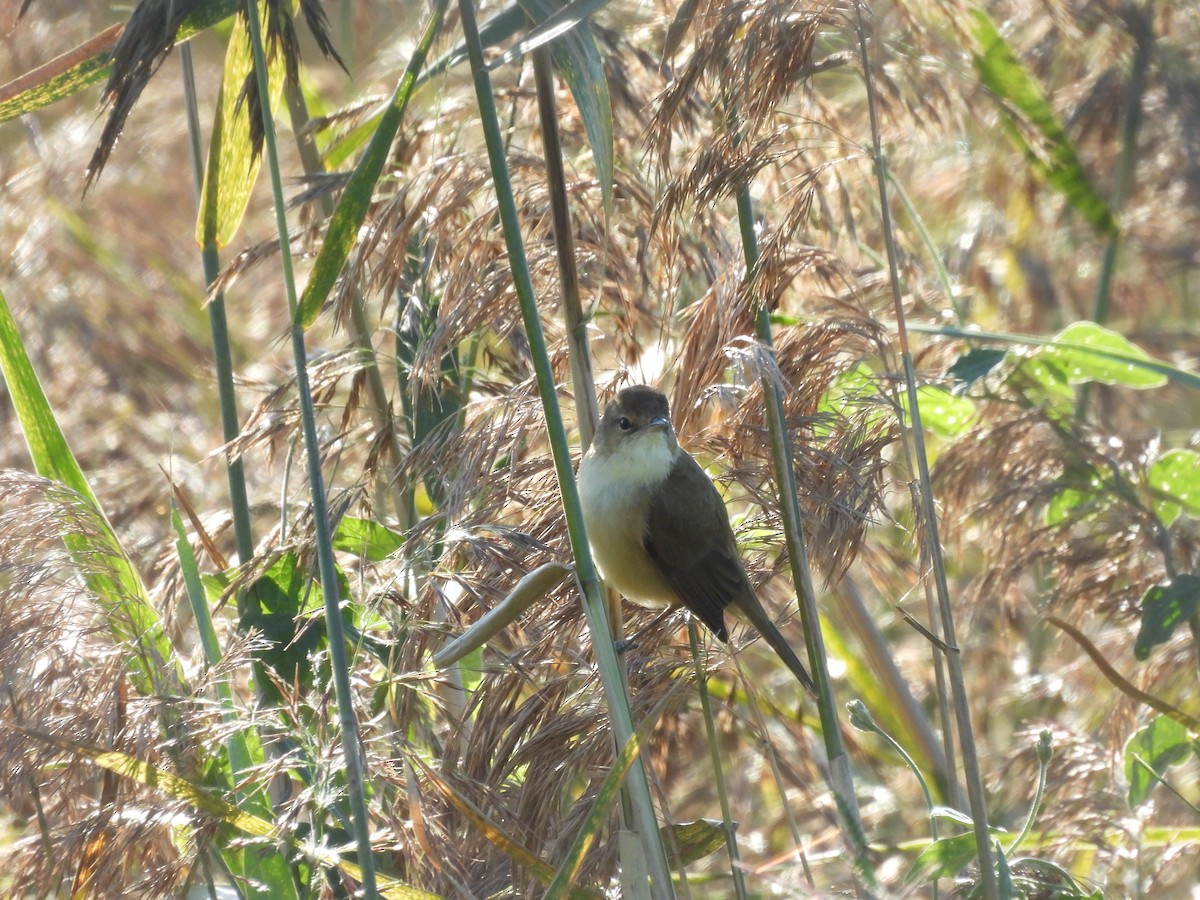 Australian Reed Warbler - ML639554457