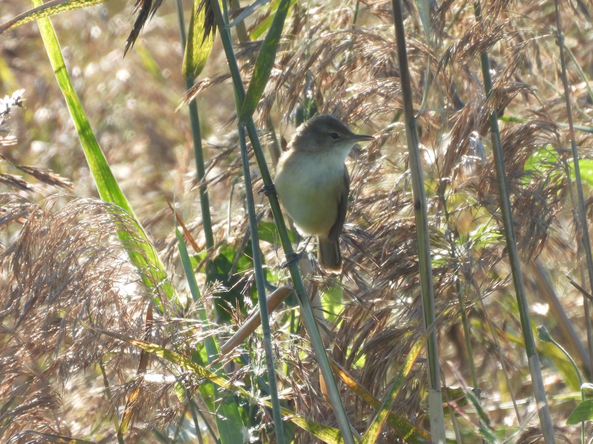Australian Reed Warbler - ML639554468