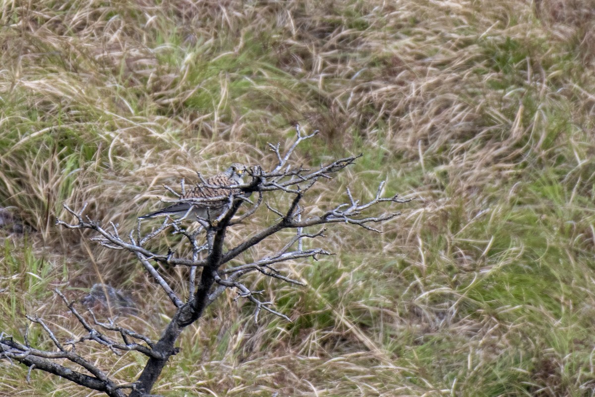 Eurasian Kestrel - ML639554538